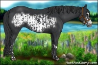 Horse Color:Black  and Black Frame 