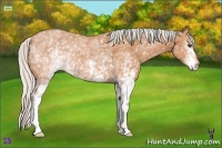 Horse Color:White Spotted Silver Bay 