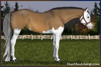 Horse Color:Bay Dun Splash 