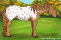 Horse Color:Chestnut Appaloosa 