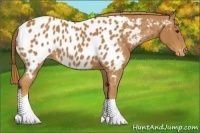 Horse Color:Chestnut Near Leopard 