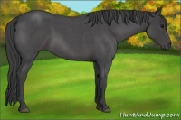 Horse Color:Smoky Blue Roan 
