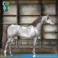 Horse Color:Platinum White Spotted Liver Red Dun 