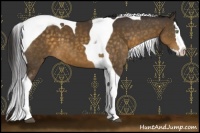 Horse Color:Buckskin Splash Tobiano 