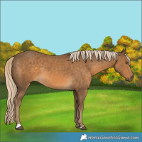 Horse Color:Chocolate Palomino 