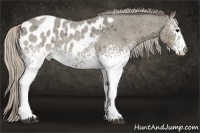 Horse Color:White Spotted Silver Grullo Roan Appaloosa 