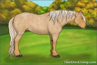 Horse Color:Palomino Roan 