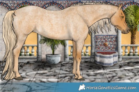 Horse Color:Palomino Roan 