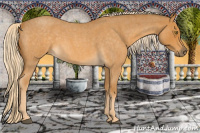 Horse Color:Palomino Roan
