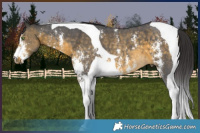 Horse Color:Buckskin Sabino Tobiano 