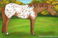 Horse Color:Chestnut Sabino Blanket