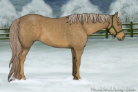 Horse Color:Chocolate Palomino Roan