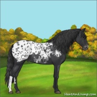 Horse Color:Blue Roan Appaloosa