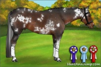 Horse Color:White Spotted Liver Chestnut 