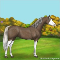 Horse Color:Silver Black Splash