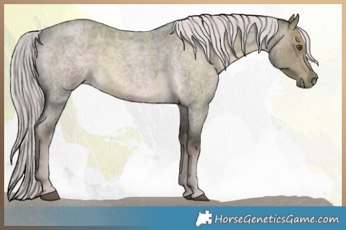 Horse Color:Platinum Chocolate Palomino Roan 