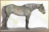 Horse Color:Platinum Chocolate Palomino Roan