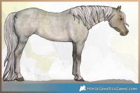 Horse Color:Platinum Chocolate Palomino Roan 