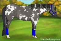 Horse Color:White Spotted Grullo