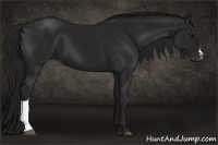 Horse Color:Gray Black 