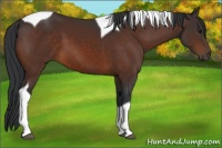 Horse Color:Bay Tobiano 