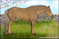 Horse Color:Chocolate Palomino 