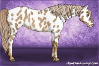 Horse Color:Chocolate Palomino Roan Near Leopard 