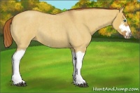 Horse Color:Red Dun Roan Splash Frame Rabicano 