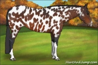 Horse Color:Bay Appaloosa 