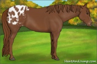 Horse Color:Chestnut Appaloosa 
