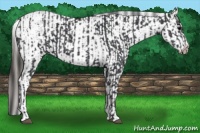 Horse Color:Black  and Black Appaloosa 