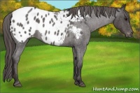 Horse Color:Smoky Blue Roan Appaloosa