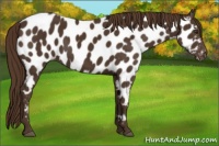 Horse Color:Liver Chestnut Near Leopard 
