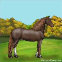 Horse Color:Liver Chestnut 