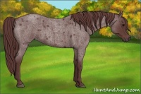 Horse Color:Chocolate Smoky Blue Roan