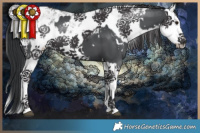 Horse Color:White Spotted Black Chinchilla Sabino and White Spotted Smoky Black Chinchilla Sabino Splash