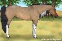 Horse Color:Bay Roan Dun Tobiano 