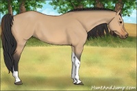 Horse Color:Bay Roan Dun Tobiano 