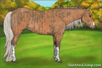 Horse Color:Silver Black and Silver Bay