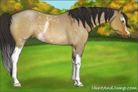 Horse Color:White Spotted Buckskin Roan Dun