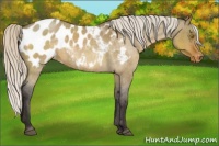 Horse Color:Silver Buckskin Roan Dun Sabino Appaloosa