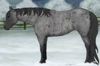 Horse Color:Smoky Blue Roan