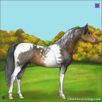 Horse Color:Buckskin Tobiano 