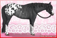 Horse Color:Black Appaloosa Rabicano 