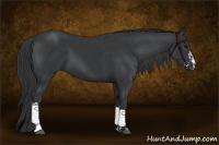 Horse Color:Black and Black