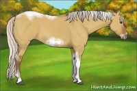 Horse Color:Silver Bay Dun Sabino Tobiano Frame Rabicano 