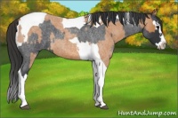 Horse Color:Blue Roan Splash Tobiano  and Bay Roan Splash Tobiano 
