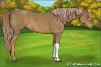 Horse Color:Chocolate Palomino Roan