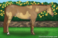 Horse Color:Red Dun  and Gray Red Dun 