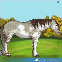 Horse Color:Liver Red Dun Splash Brindle